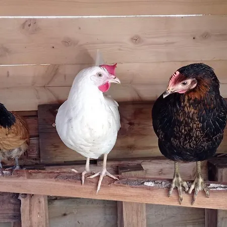 Oda ve Kahvaltı Chez Patou - D'hotes